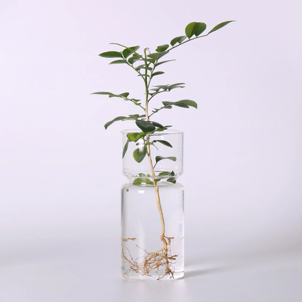 Glass hyacinth vase with blooming purple hyacinth stem in natural light