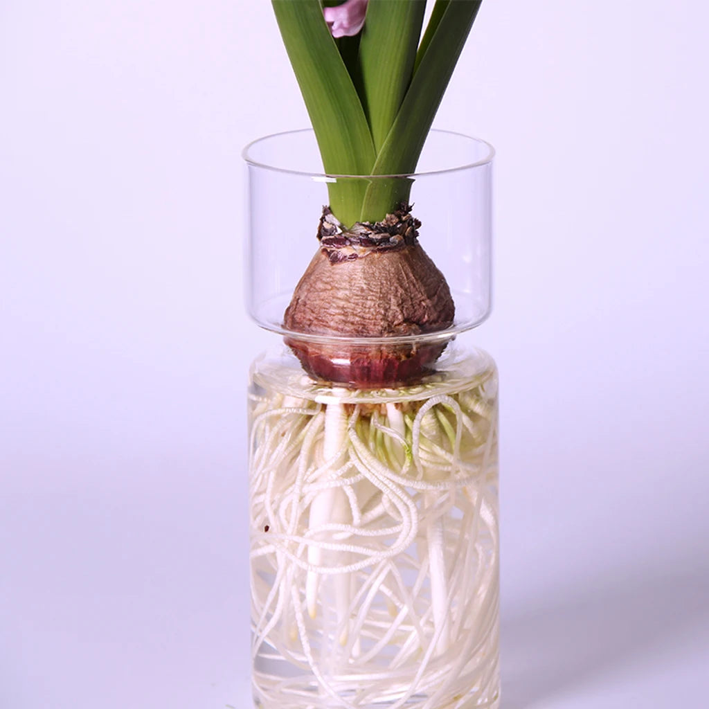 Clear glass hyacinth bulb vase with sprouting bulb on kitchen windowsill