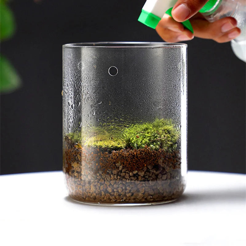Tall glass terrarium dome 12x17.5cm with succulent inside on desk