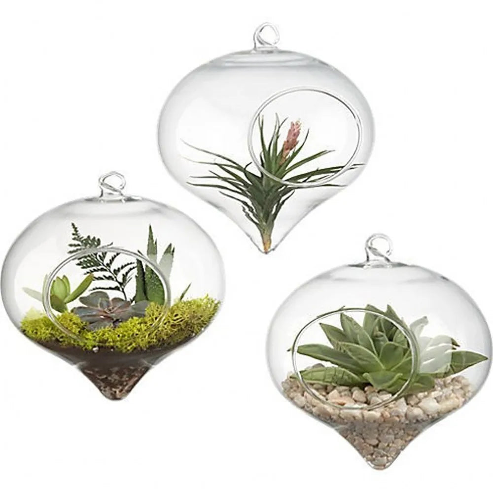 Small spherical clear glass ball planter hanging near a white wall