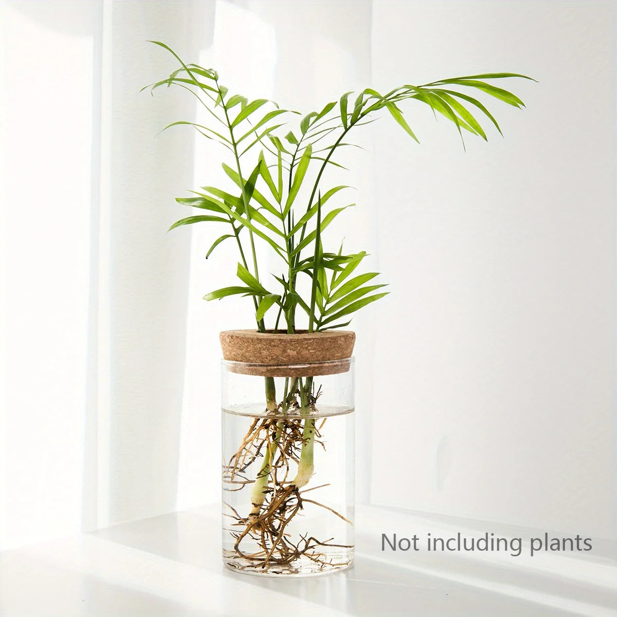 Glass hydroponic vase with sprouting roots backlit by natural window light