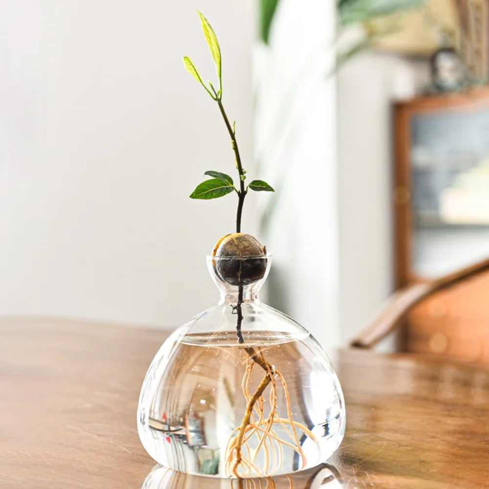 Avocado growing vase gift set for gardening enthusiasts