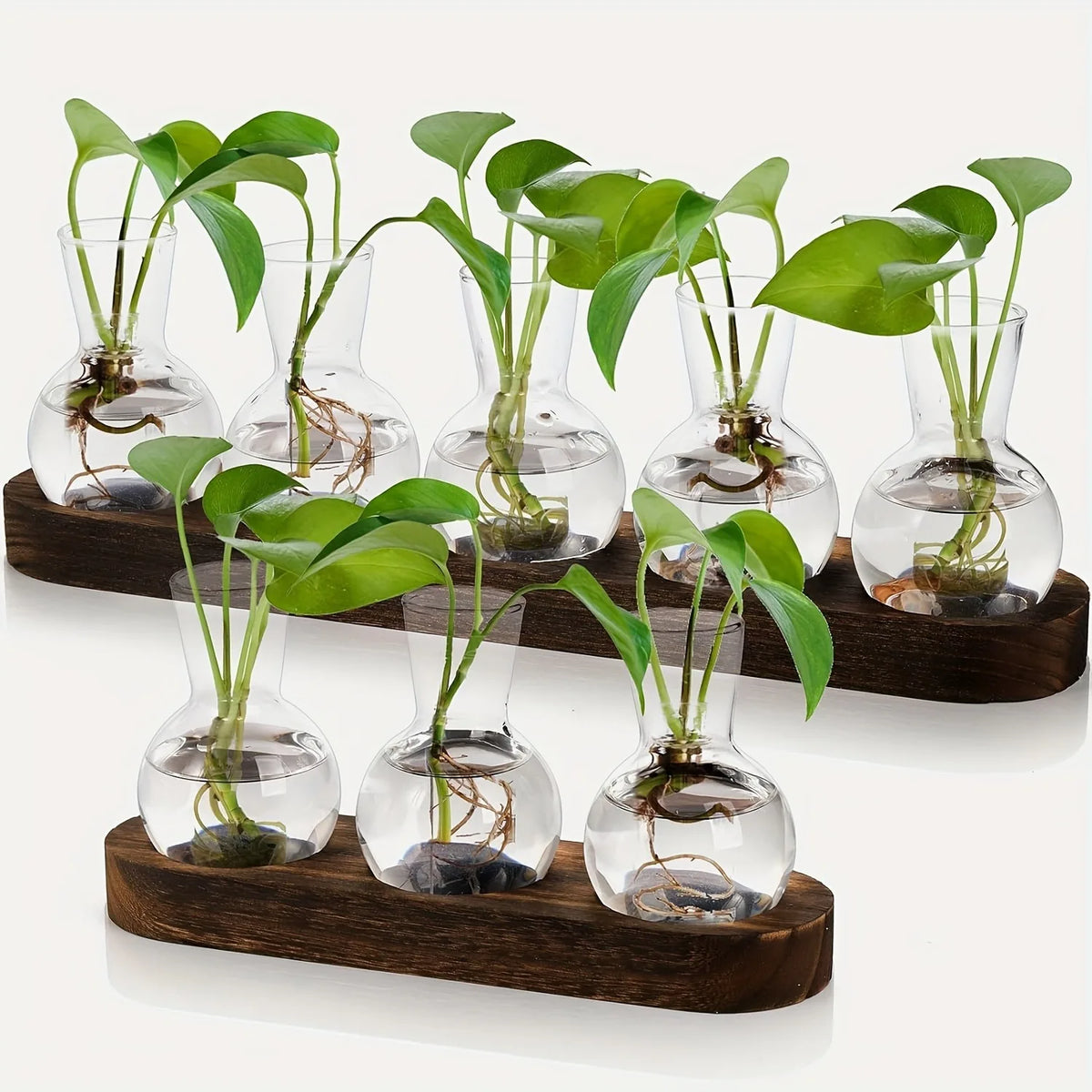 Style A glass terrarium with wooden tray holding hydroponic plant cutting