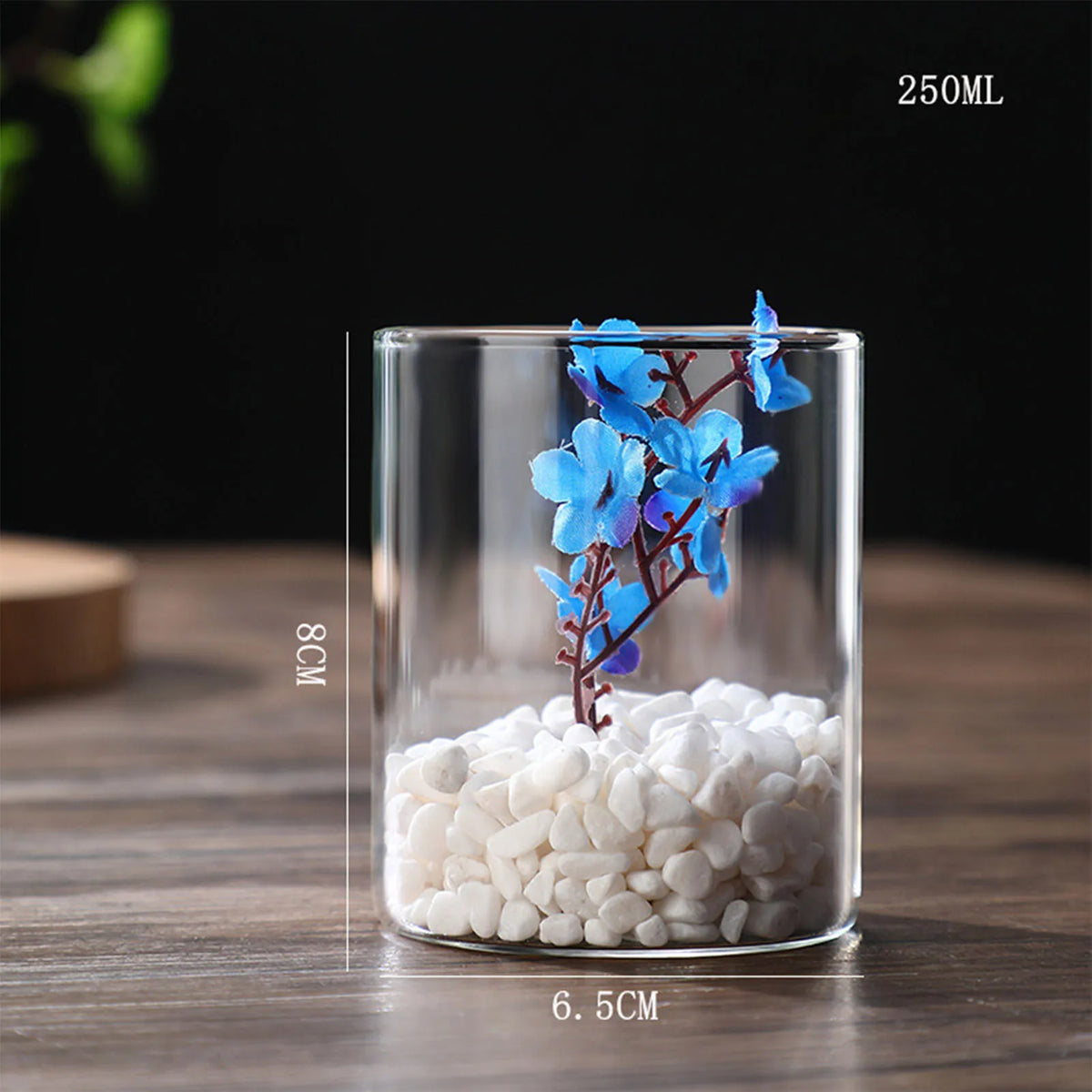 Wide 8x8cm glass cylinder vase with succulent cutting propagating in water