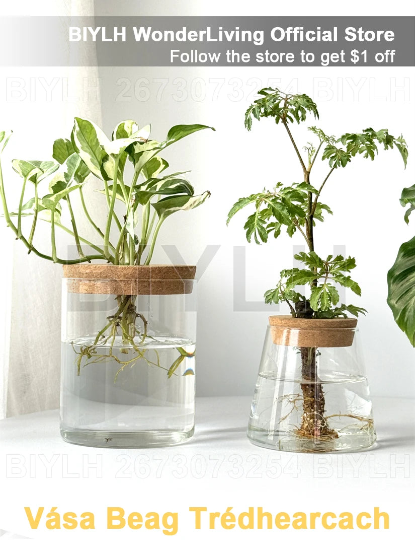 Nordic volcanic glass vase hydroponic tabletop plant arrangement