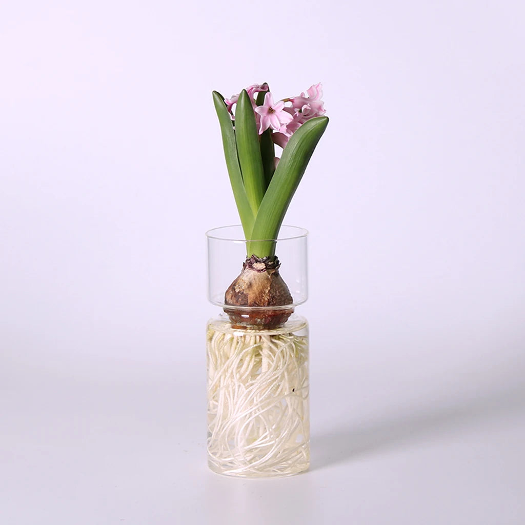 Glass hyacinth bulb vase as minimalist spring botanical home display