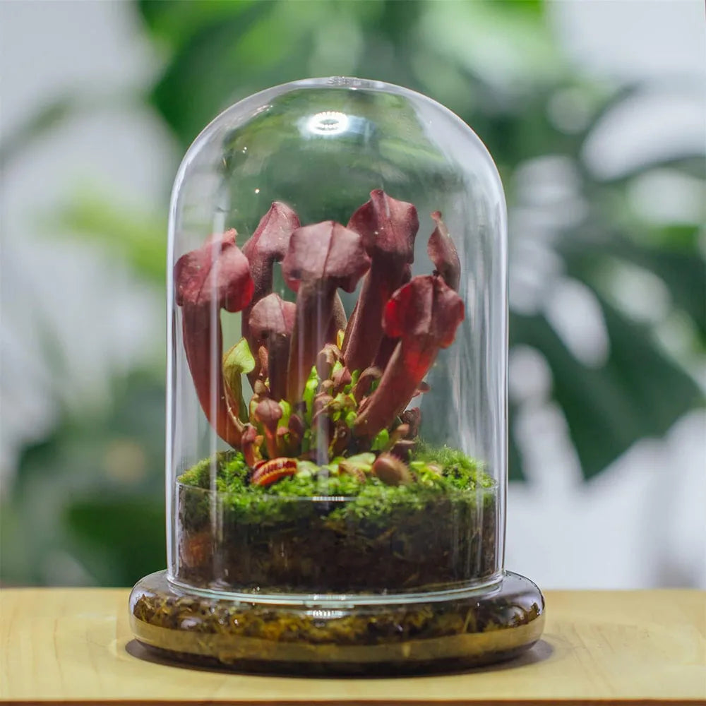 Large glass bell jar with air holes placed over decorative plants on shelf