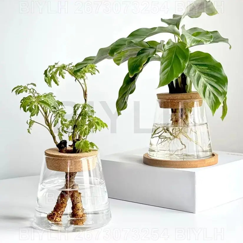 Clear glass hydroponic pot with round wooden tray base for small indoor plants