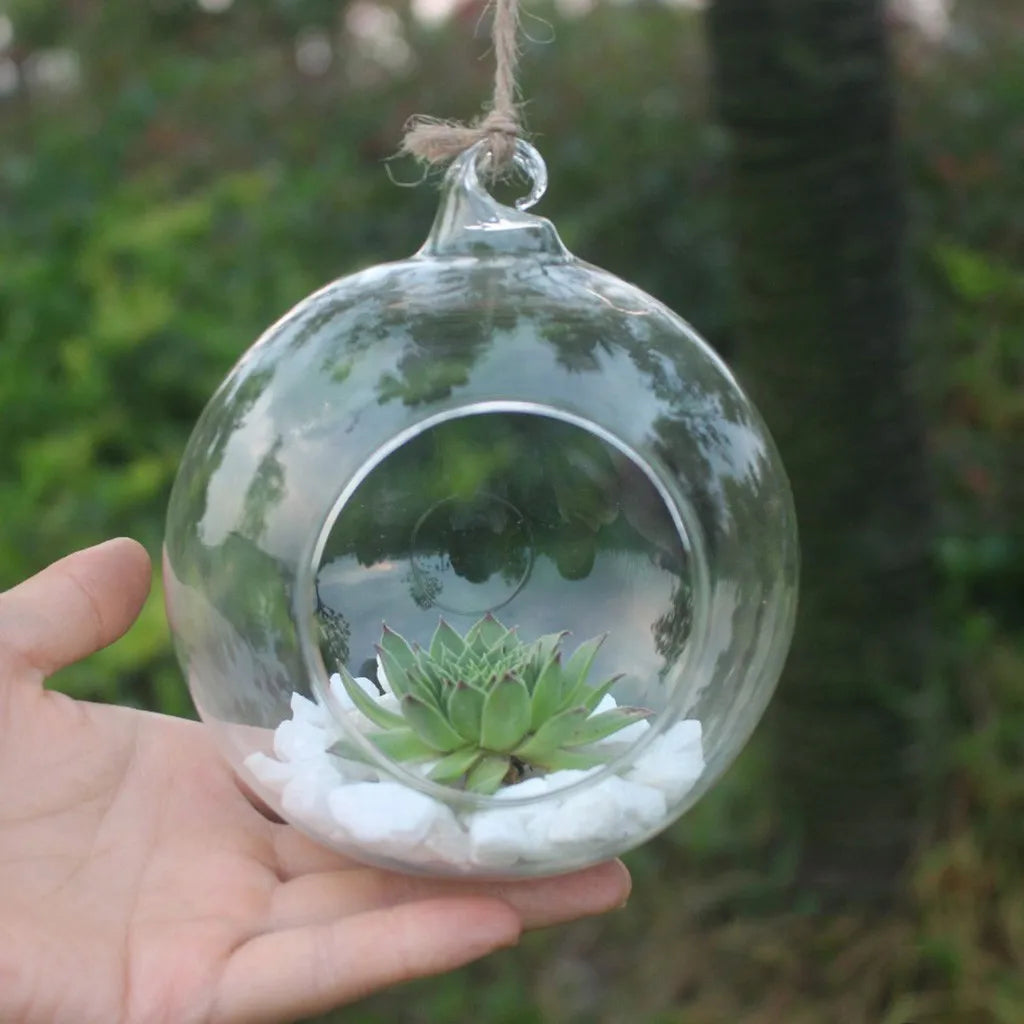 Clear glass sphere planters hanging in cluster with minimalist Scandi decor backdrop