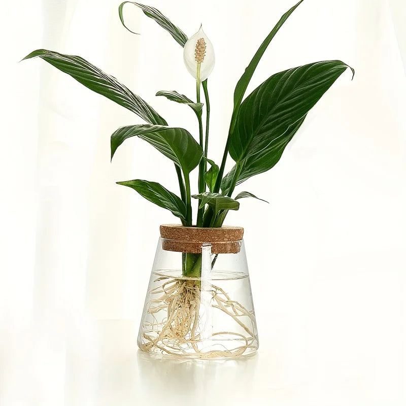 Glass propagation station with rooted monstera and pothos cuttings in water
