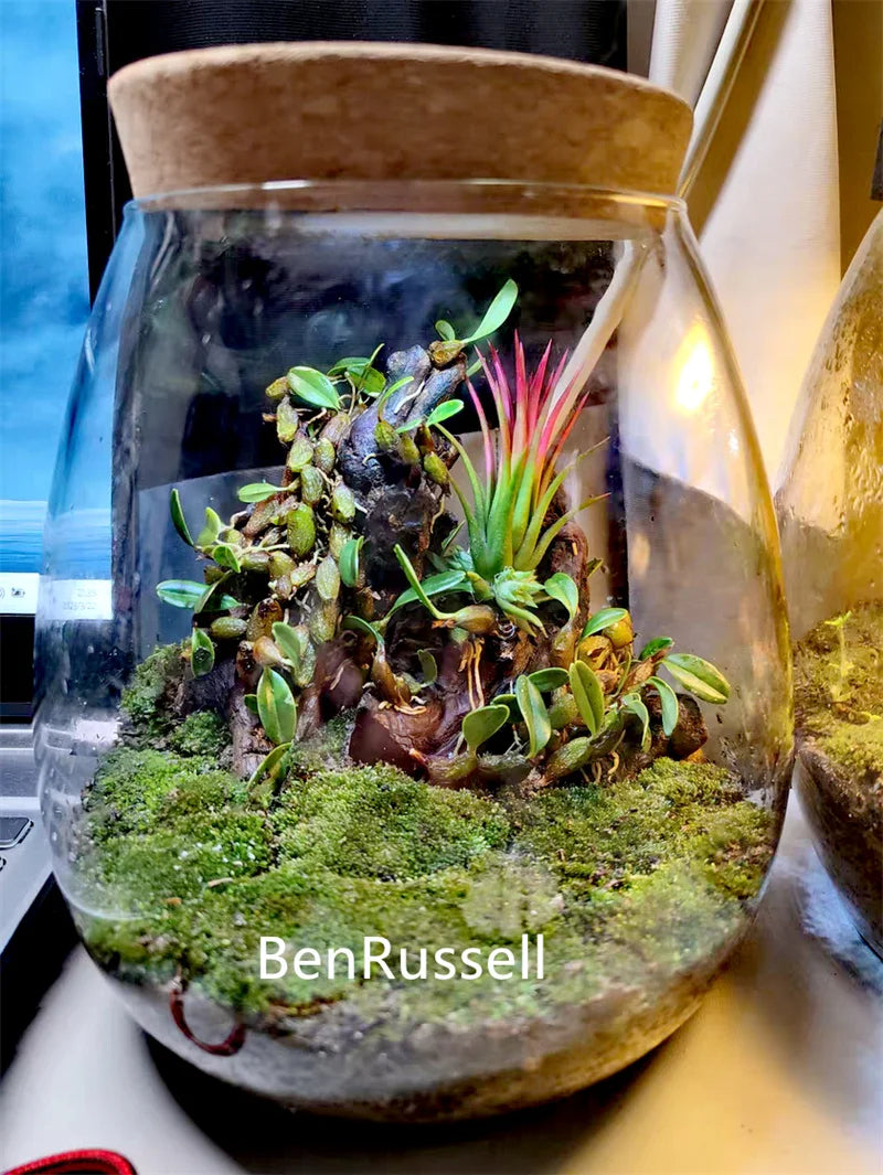 Close-up of cork lid on glass terrarium bottle showing seal detail