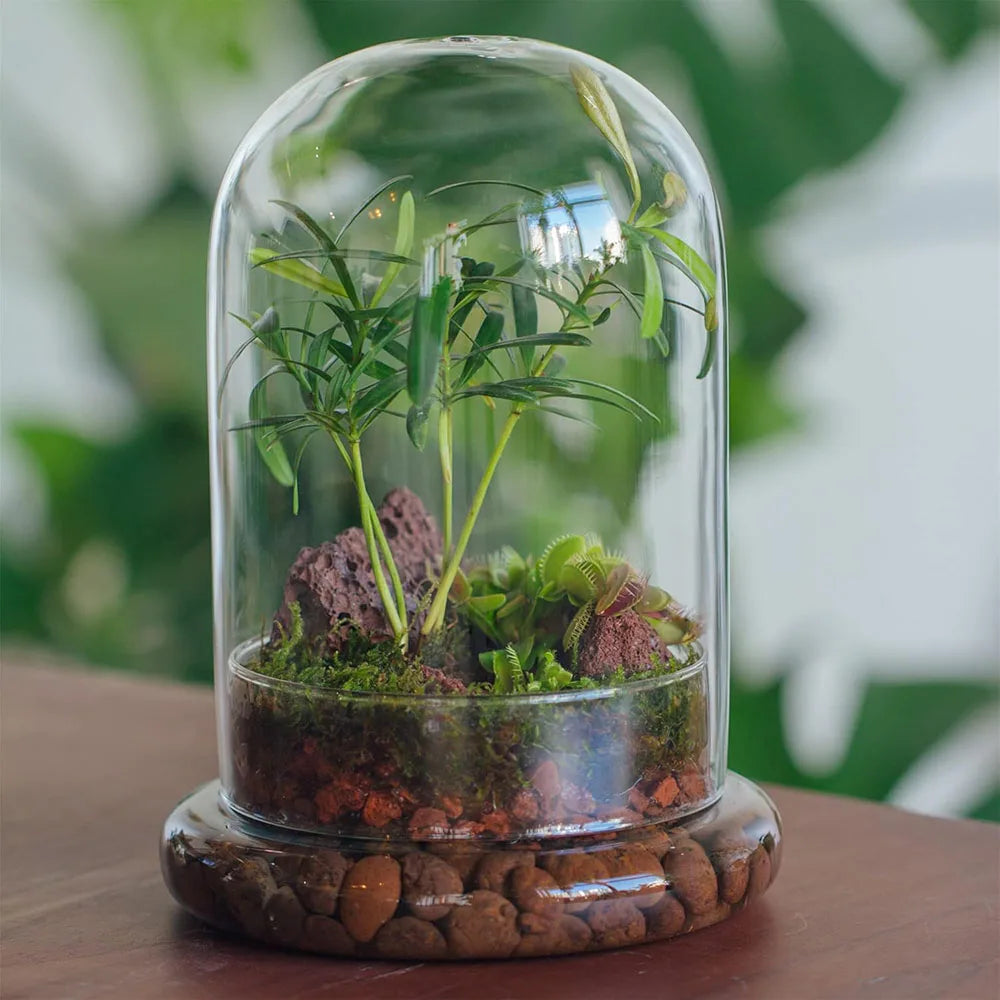 Small glass cloche terrarium with wooden base and succulent plant inside