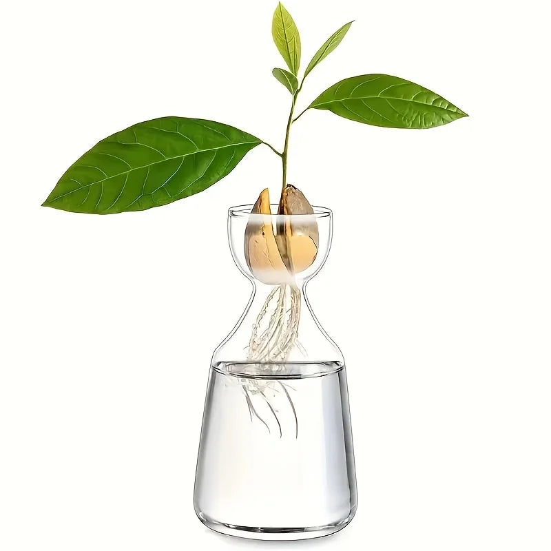 Glass avocado-shaped planter with small plant growing on sunny windowsill