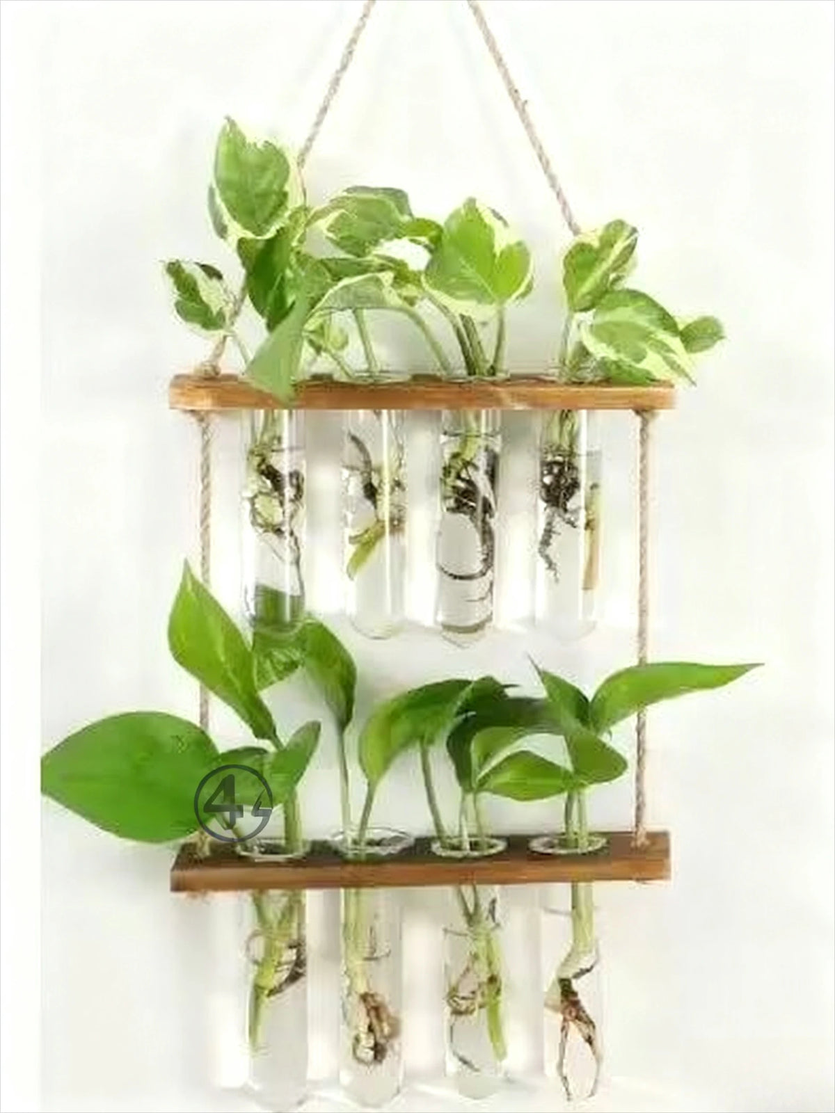 Glass test tube wall planter on a kitchen wall with fresh herb cuttings growing