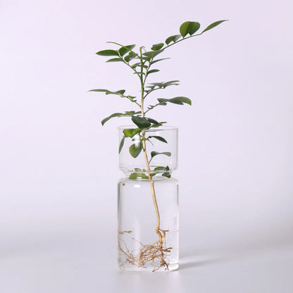 Glass hyacinth vase with blooming purple hyacinth stem in natural light