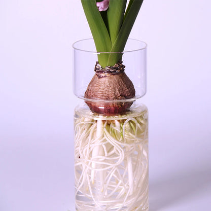 Clear glass hyacinth bulb vase with sprouting bulb on kitchen windowsill