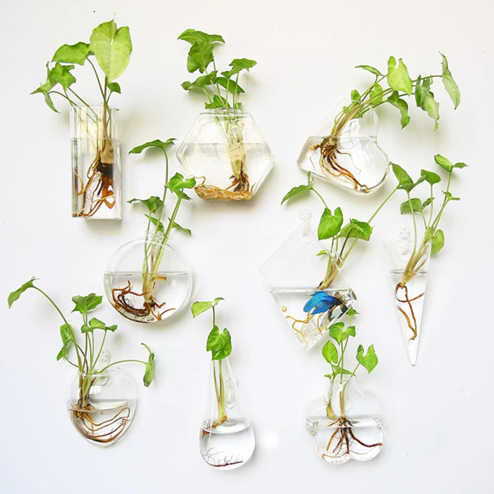 Wall hanging glass terrarium vase with plant on white wall