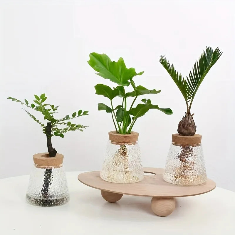 Clear glass self-watering tray planter for growing plants indoors on desk