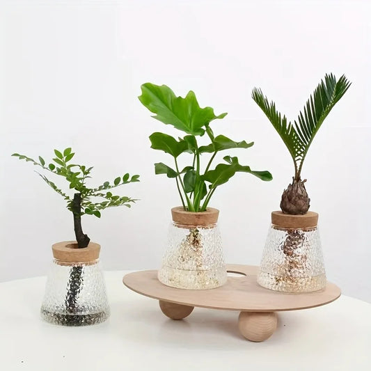 Clear glass self-watering tray planter for growing plants indoors on desk