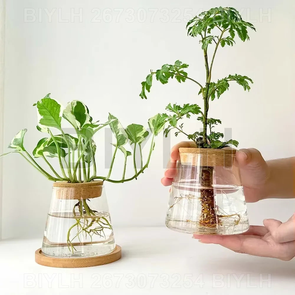 Single transparent glass pot for hydroponic growing displayed on home shelf
