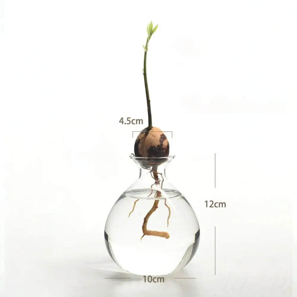 Style E decorated avocado growing vase holding avocado pit above water
