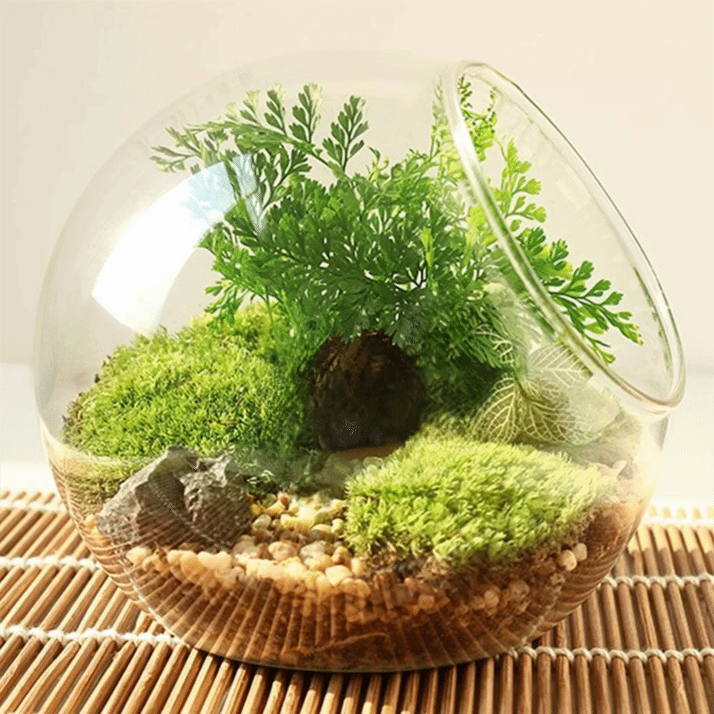 Clear borosilicate glass ball vase with succulent plant inside