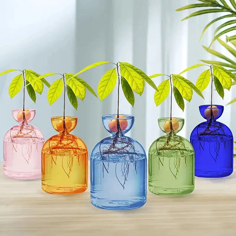 Clear glass avocado seed vase with built-in cradle holding avocado pit above water