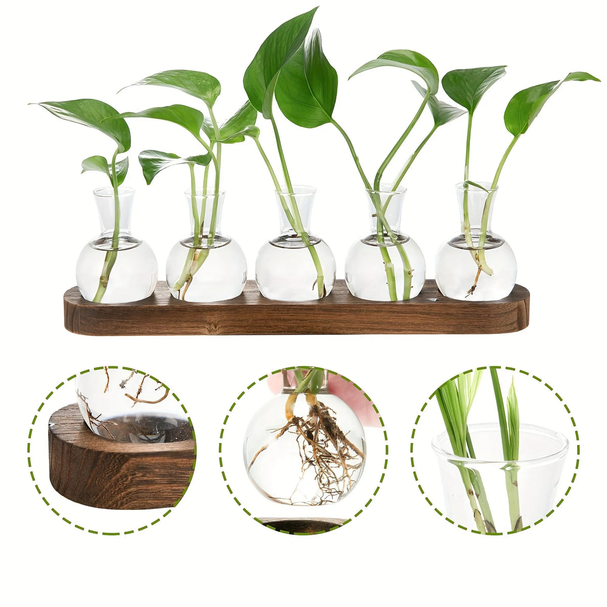 Modern glass plant terrarium on natural wooden tray base for indoor display