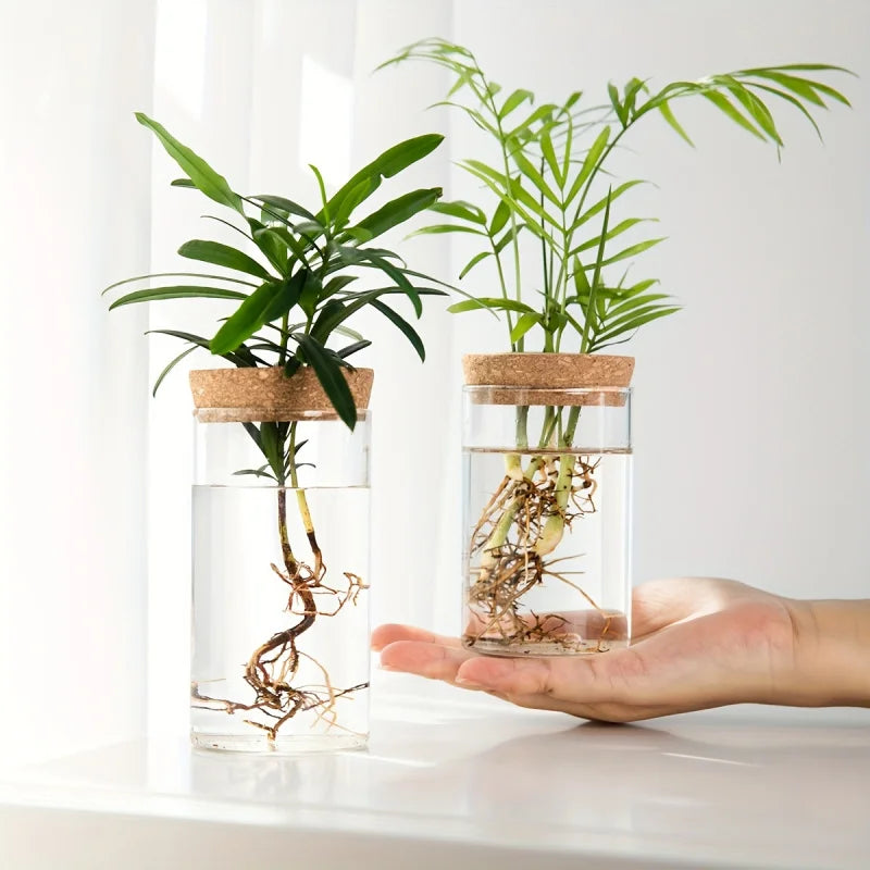 Clear glass hydroponic bulb vase with plant cutting in water on wooden desk