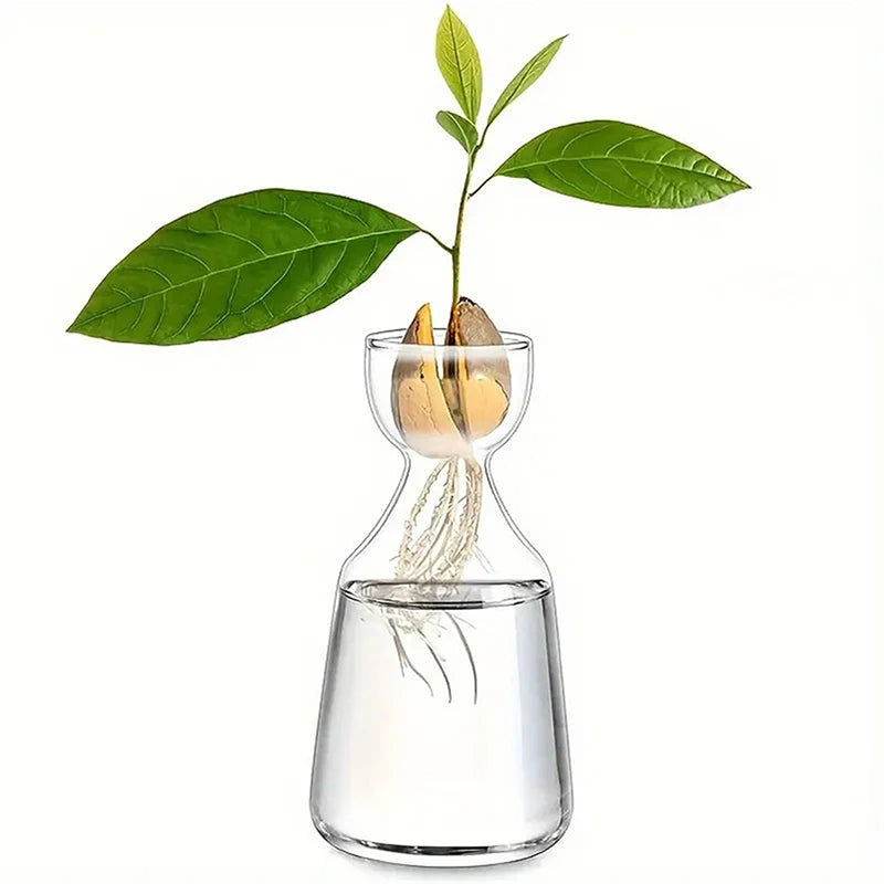 Transparent glass avocado seed starter vase on kitchen counter