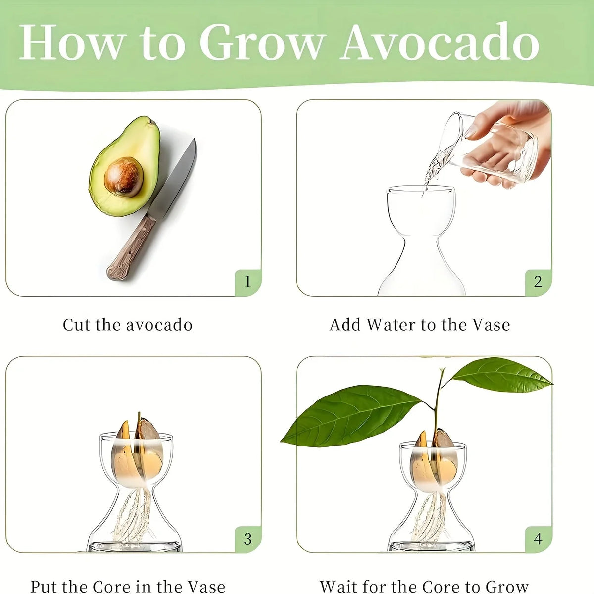 Glass avocado vase set on counter with germinated avocado seed inside