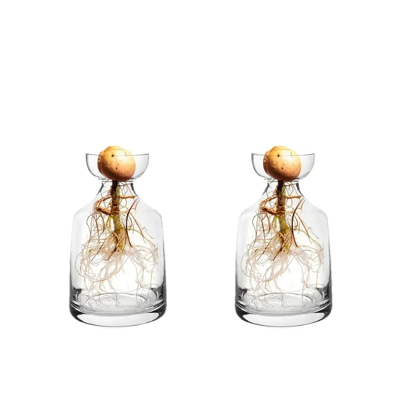Avocado seed in glass starter vase on white kitchen shelf propagation