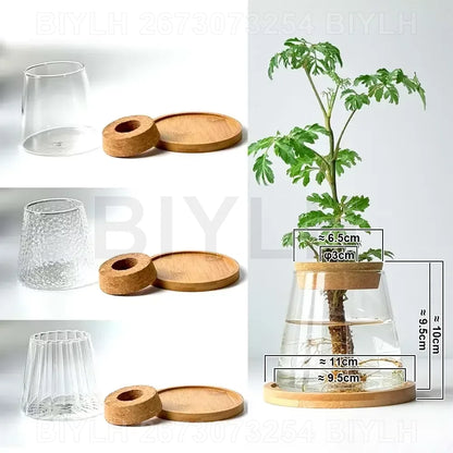 Glass hydroponic pots without tray displaying sprouting green plants on desktop