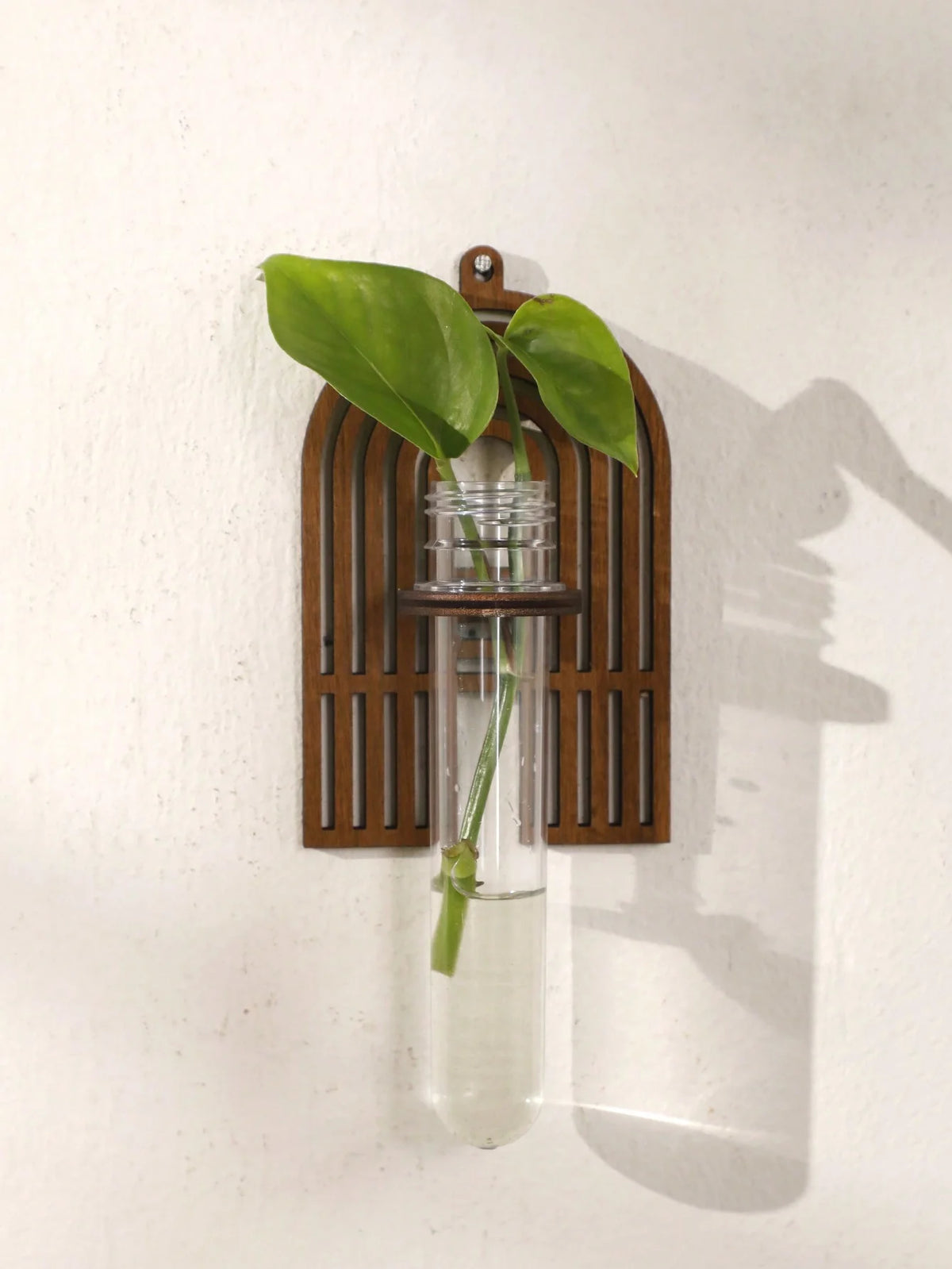 Letter wood propagation station close-up showing rooting plant cutting in tube