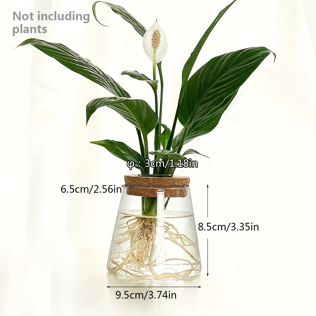 Top view of glass desktop propagation planter showing growing plant cuttings inside