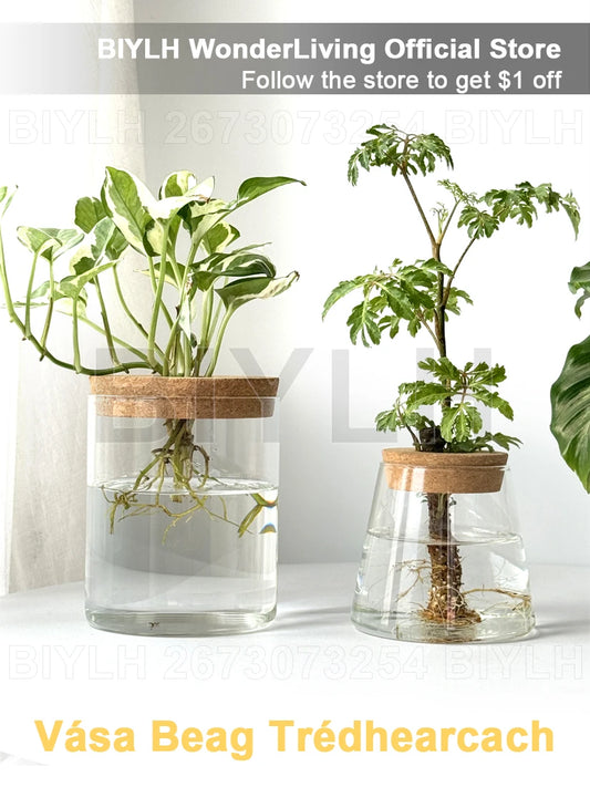 Nordic volcanic glass vase hydroponic tabletop plant arrangement