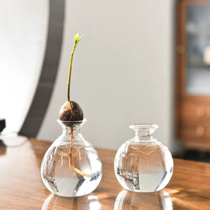 Clear glass avocado seed vase on kitchen windowsill display