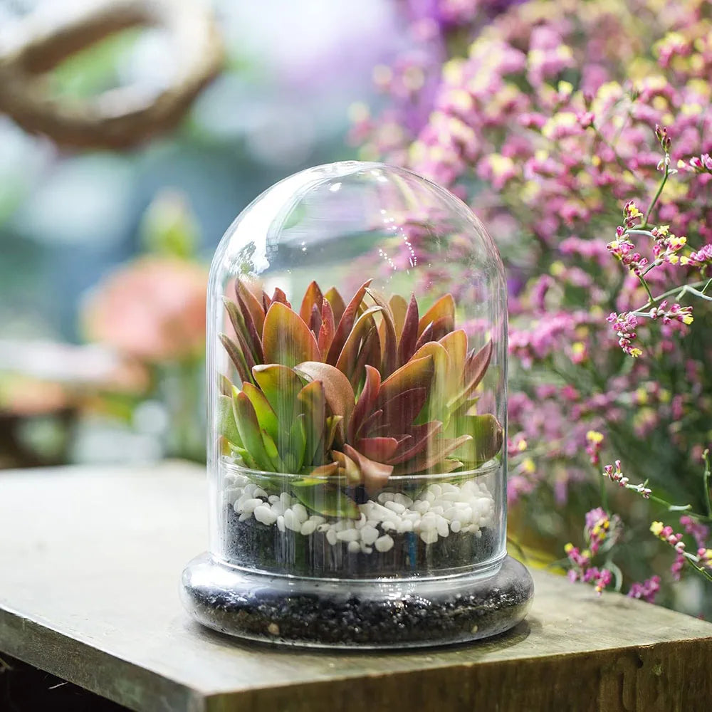 Large glass terrarium bell jar enclosing greenery display in living room