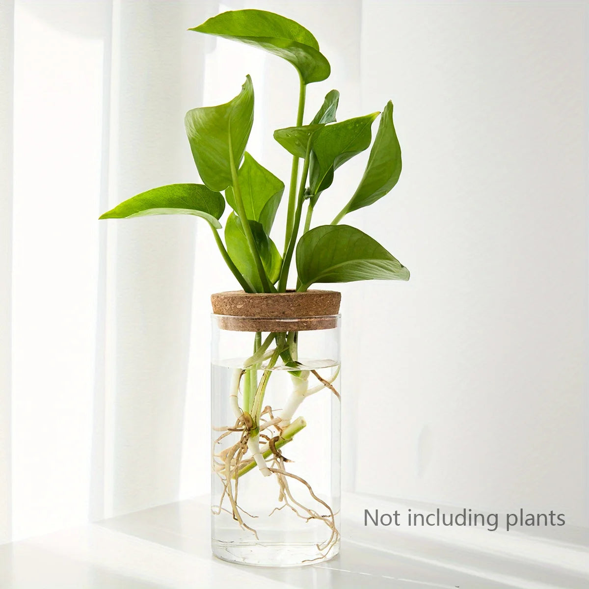 Set of two clear glass hydroponic propagation vases displayed on white shelf