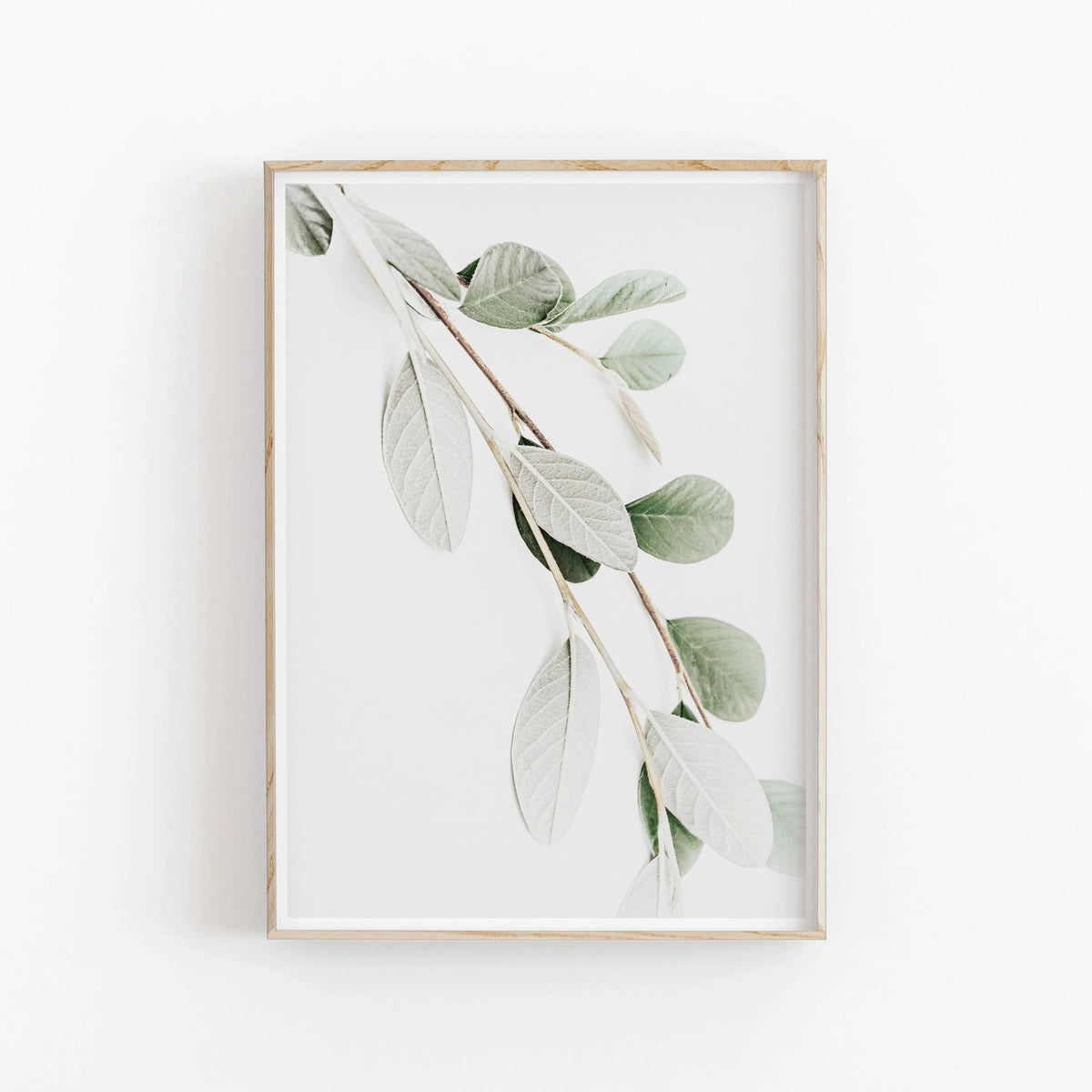 Nordic Minimalist Botanical Eucalyptus Canvas Wall Art