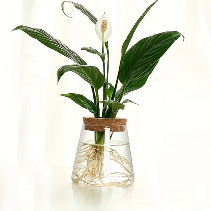 Glass desktop planter with multiple openings for propagating assorted plant cuttings