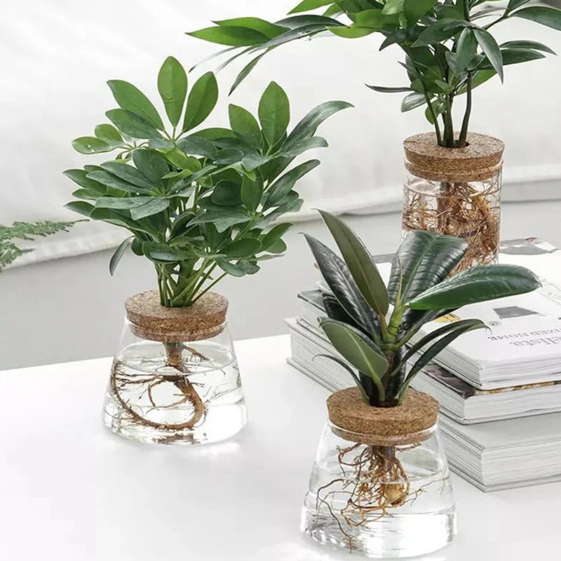Clear resin soilless planting pot with fresh green stems