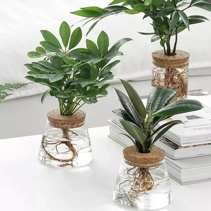 Clear resin soilless planting pot with fresh green stems