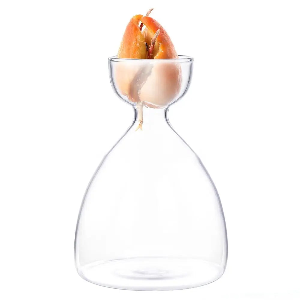 Style A avocado propagation glass vase with sprouted seed inside