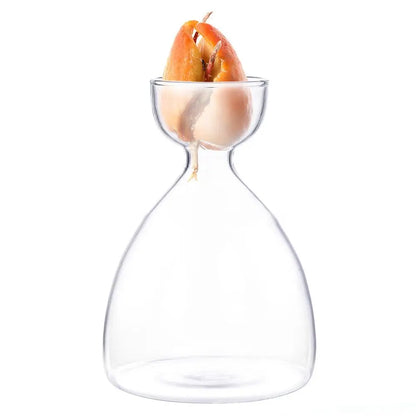Style A avocado propagation glass vase with sprouted seed inside