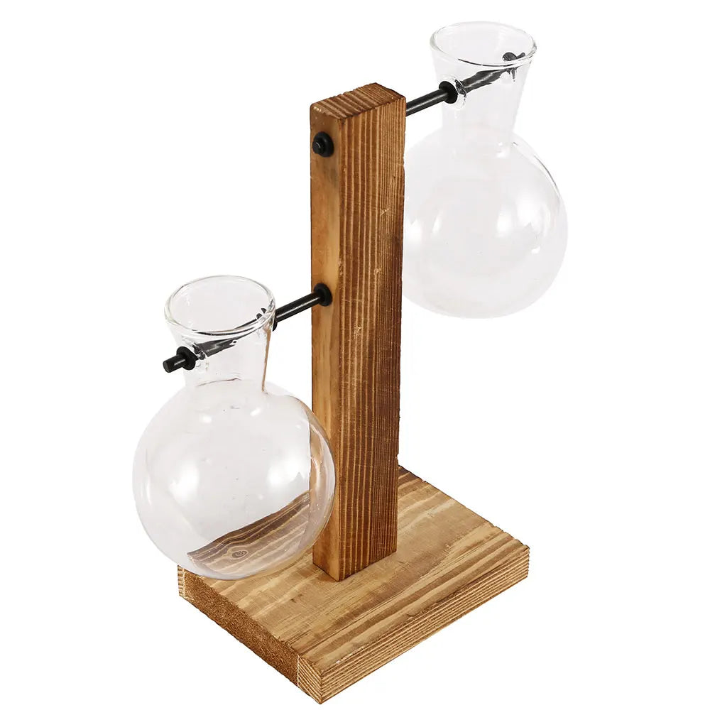 Side view of glass hydroponic test tube stand with plant cuttings in water