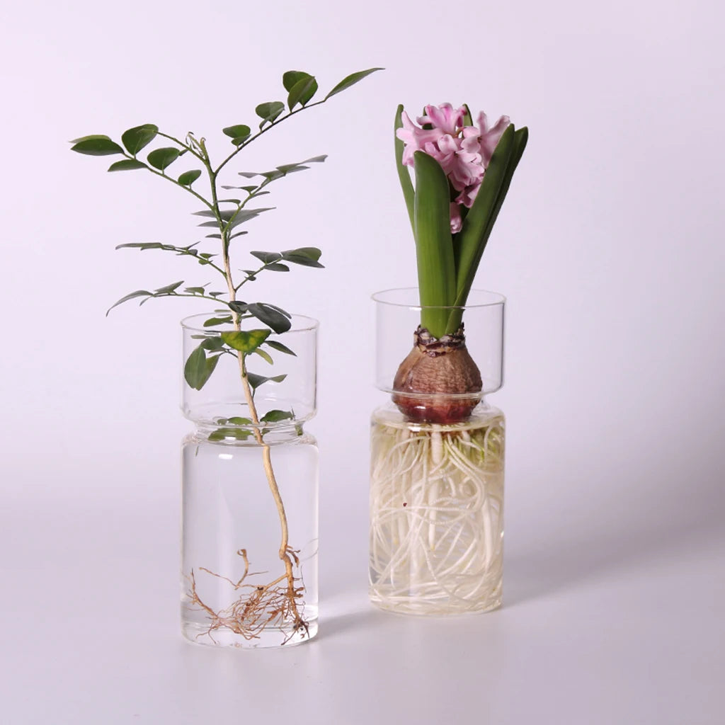 Close-up of glass bulb vase base showing hyacinth roots in water
