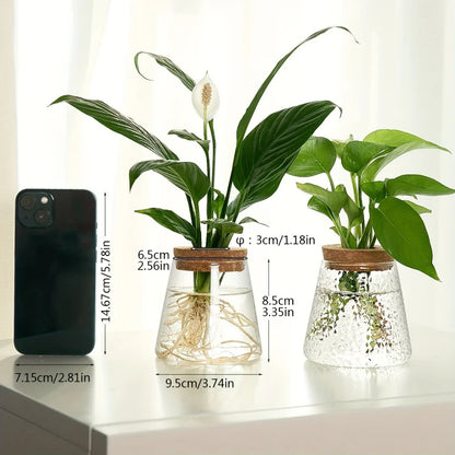 Compact glass propagation planter for indoor plant cuttings on sunny windowsill