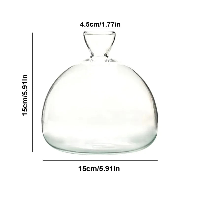 Avocado seed growing in glass starter vase on home kitchen shelf
