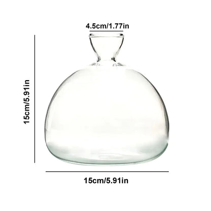 Avocado seed growing in glass starter vase on home kitchen shelf